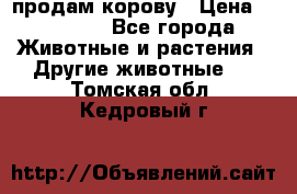 продам корову › Цена ­ 70 000 - Все города Животные и растения » Другие животные   . Томская обл.,Кедровый г.